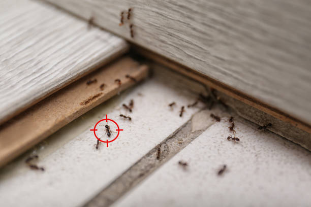 Best Residential Pest Control  in Midlothian, IL