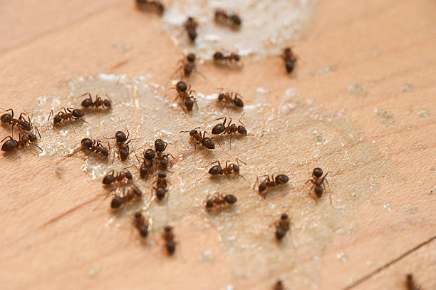 Best Emergency Pest Control  in Midlothian, IL